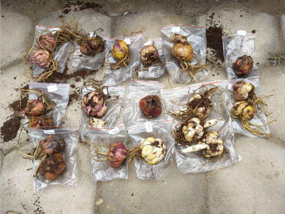 百合可以一盆养4棵吗,一枝多个花苞百合能分开养吗