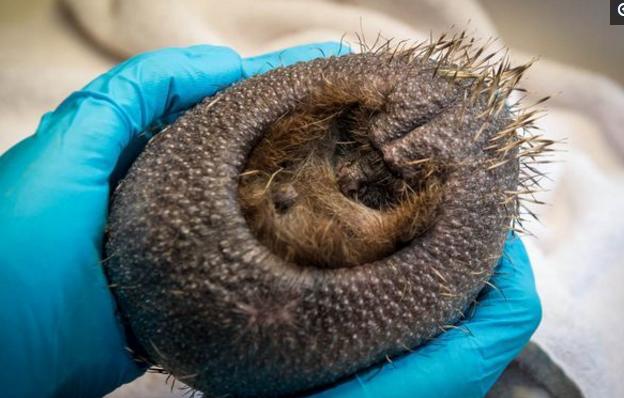 小刺猬掉毛,刺猬身上的刺都掉光了