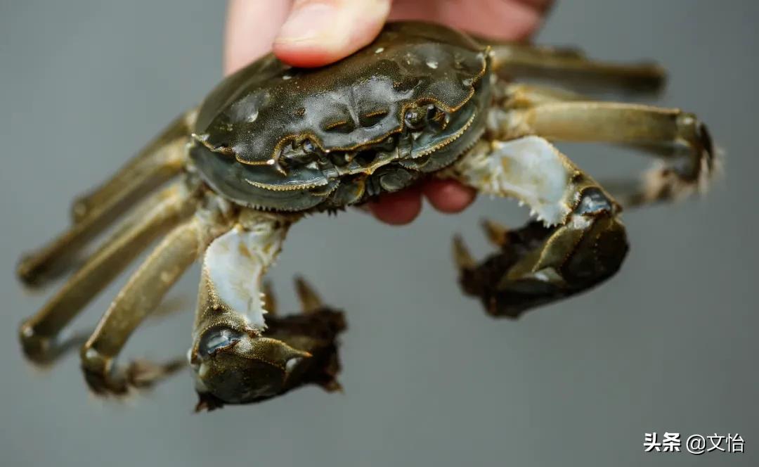 科普河蟹和海蟹的区别,海蟹和河蟹有什么区别在哪里
