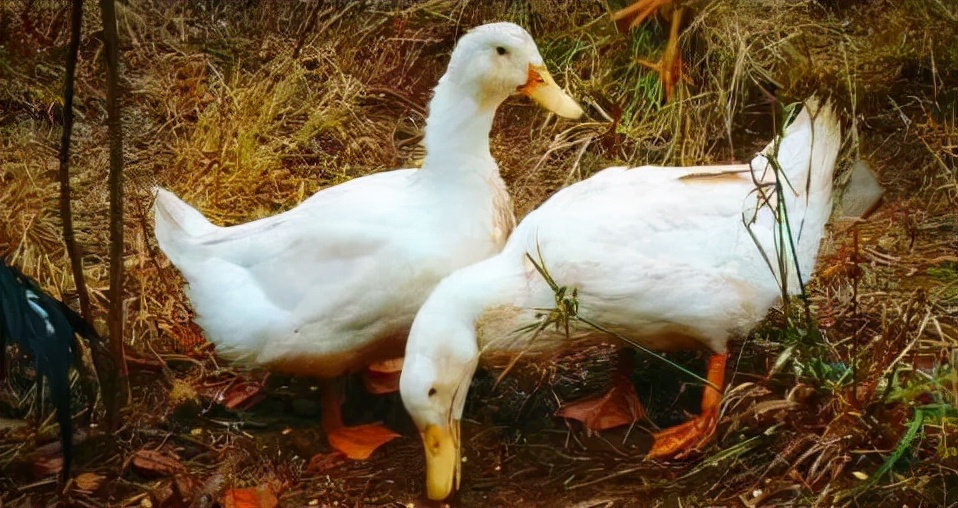 鹅的黑肺病怎么治疗鹅出现了黑肺病肺肿大吃什么药