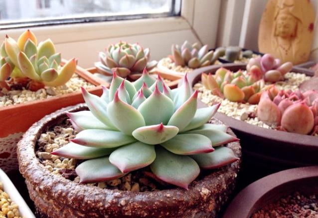 多肉吉娃娃叶子枯萎怎么回事,多肉吉娃娃翻盆叶子发软