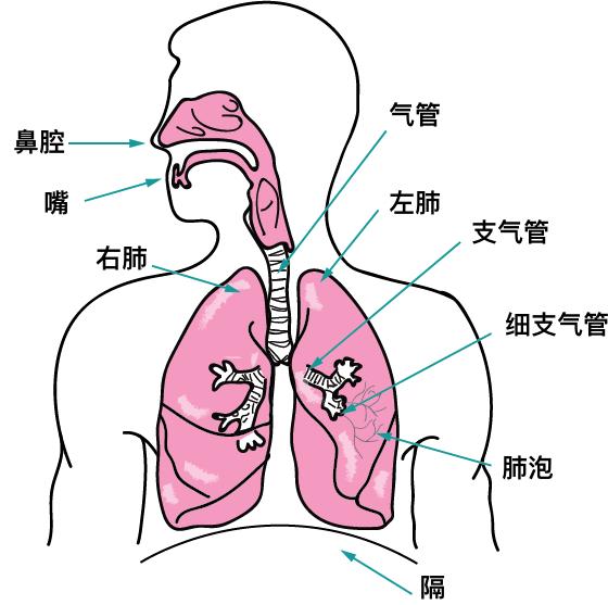 肺癌术后一直咳嗽怎么办？