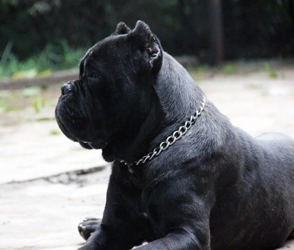 带刀侍卫的卡斯罗犬,带刀侍卫卡斯罗