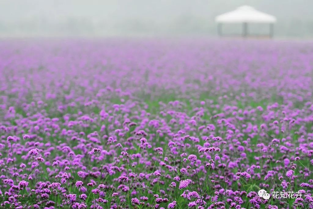 薰衣草真假精油的鉴别方法,熏衣草干花真假辨别
