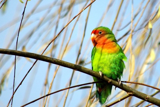 普兰牡丹鹦鹉是头类还是面类,面类牡丹和头面牡丹鹦鹉如何区分