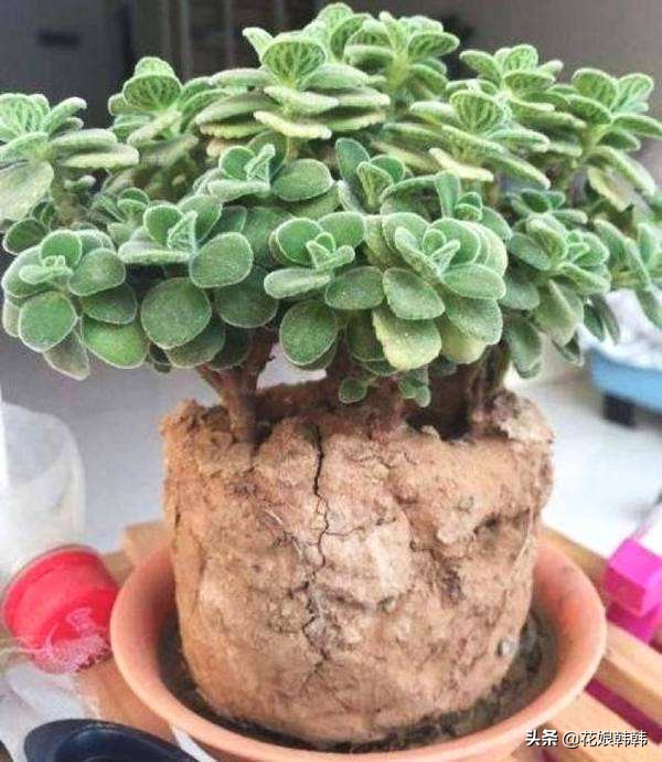 酸性土壤板结还是碱性土壤板结坏,土壤板结是怎么样的