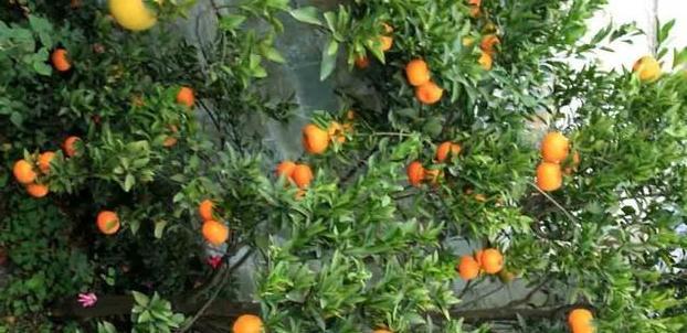 寓意好的桔子树，种在家里的3个地方，结果多长势好