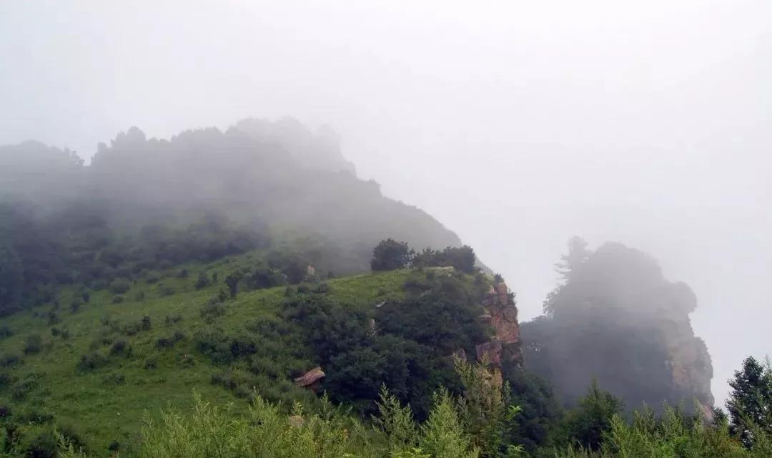 驼梁七月草原美，金莲妖娆入画里/郝贵云