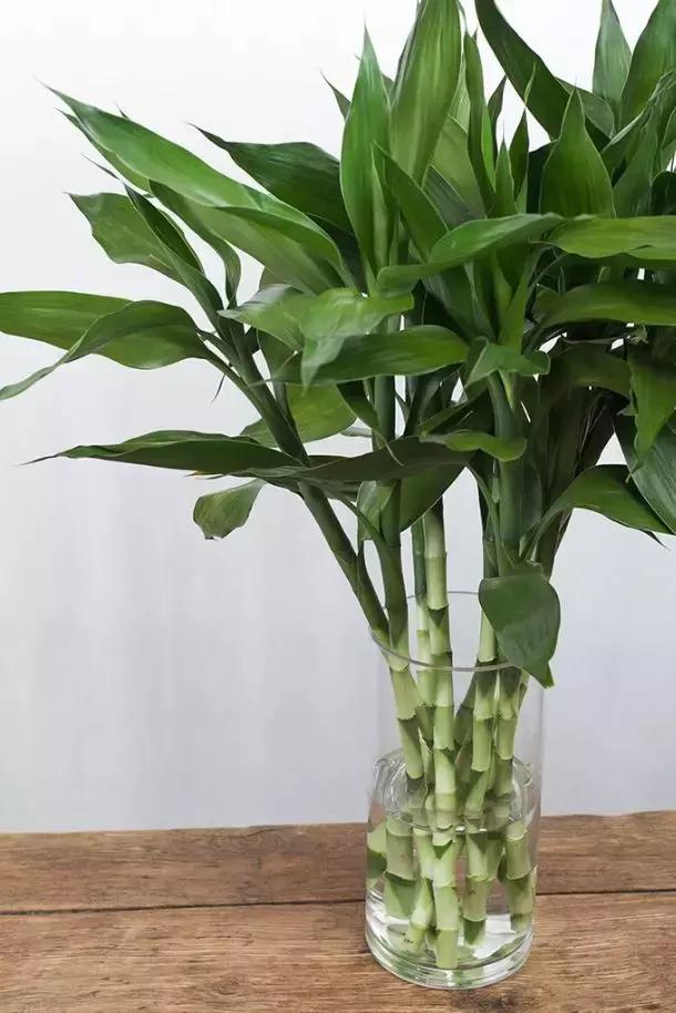 养富贵竹单数还是双数有什么讲究,富贵竹养几根有讲究吗