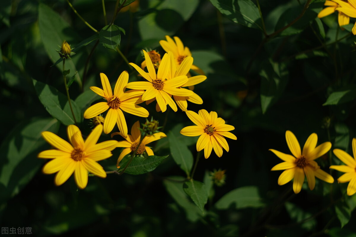 菊芋科植物包括哪些,菊芋是一种天然的植物