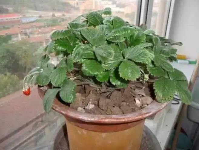 养蚯蚓的粪拉回去怎么发酵,蚯蚓粪可以直接撒在土壤里吗