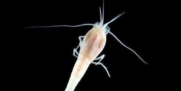 这种虾能够在高温的火山口游泳，号称煮不熟的虾