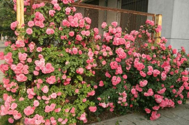 藤本月季如何让它爆花快,最好养爬墙藤本月季四季开花