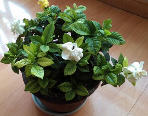 夏天到了5种花要少浇水,最不怕浇水的5种花