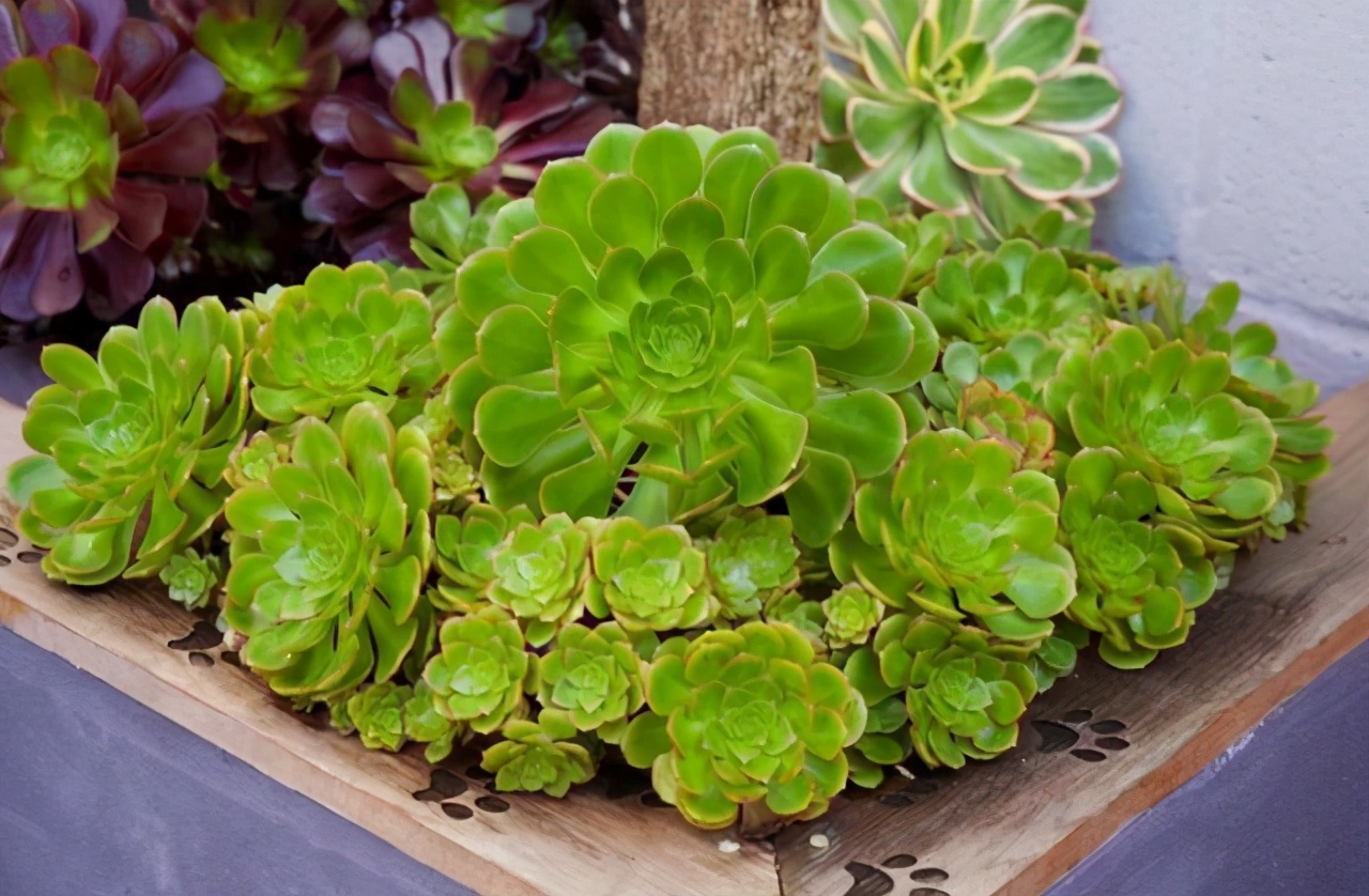 多肉法师梅花朵朵缀化,多肉万圣节法师怎样才能缀化