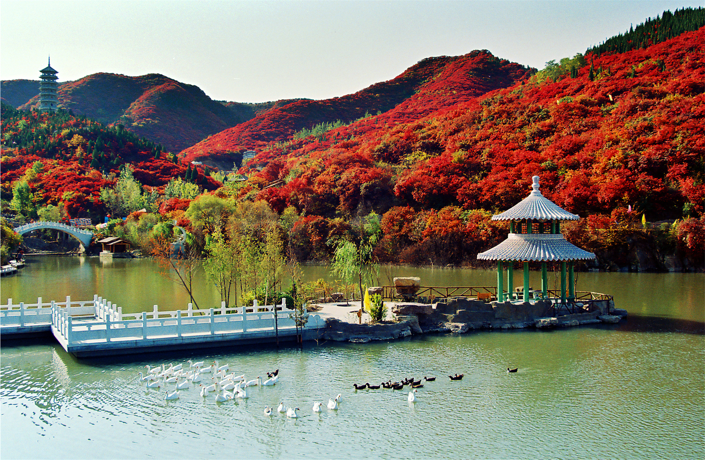 二十届济南红叶谷红叶节开幕,济南红叶谷今年最佳观赏红叶时间