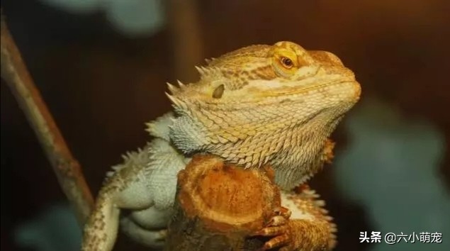 怎么样养好鬃狮蜥苗子,鬃狮蜥是一只养好还是一对养好