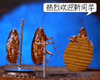 家里蟑螂多用哪种杀蟑办法,家中蟑螂怎么彻底消灭