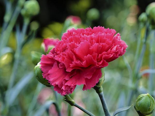 怎么养能让康乃馨快速开花,康乃馨花苞到家怎么放花盆里