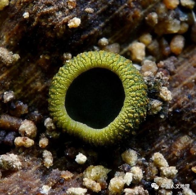 摄影彩色蘑菇,摄影师拍摄迷你蘑菇