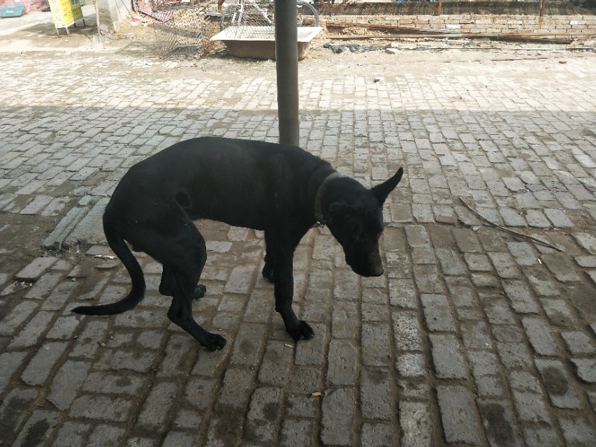 小伙去狗场抓德牧,开封狗市抓狗