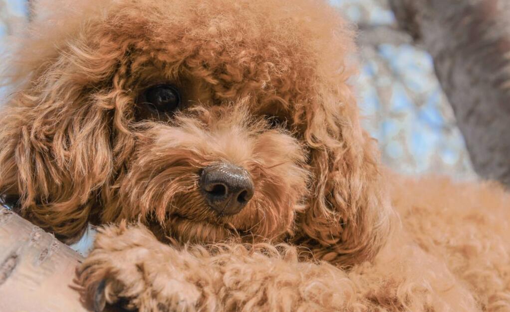 泰迪犬的优点和缺点有哪些,巨型泰迪犬有什么优点和缺点