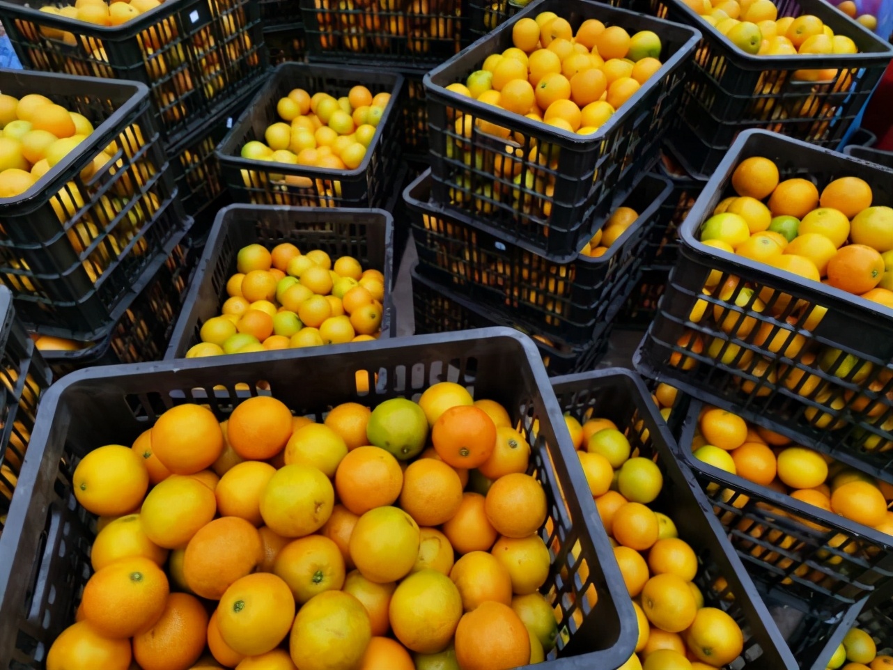 麻阳冰糖橙褚橙,正宗麻阳冰糖橙当季现摘鲜橙