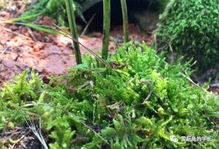 黄缘龟该如何造景,黄缘龟造景用河沙