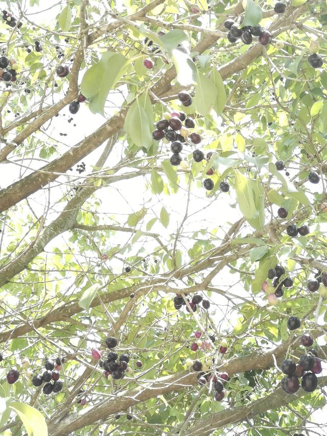 湛江黎话：共箩、火炭、黑墨、水泱……你那里叫这种果啥名字？