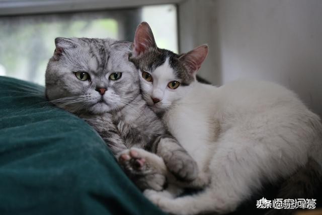 小猫咪第一天到家不吃不喝,两个月的小猫咪不吃不喝怎么办