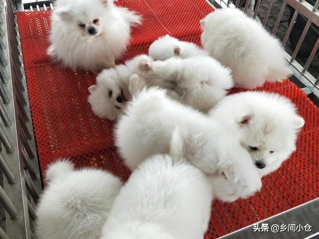 真正的狗市品种,哪里的狗市便宜品种又好种类又多