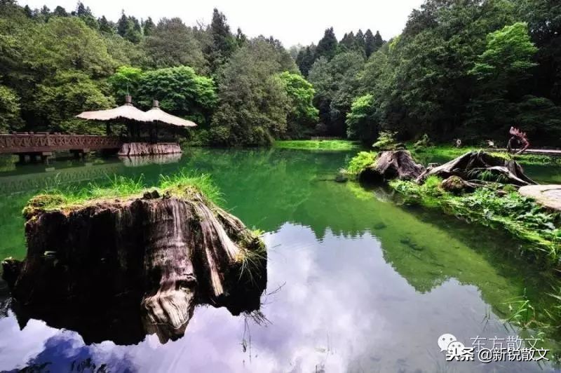 日本侵略台湾时，几乎把桧木一伐而光，这36棵神木为何能留存下来