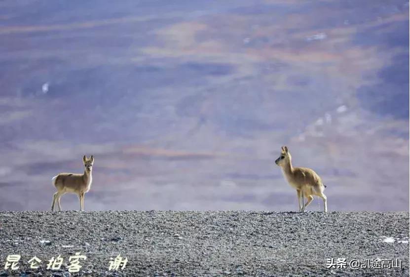 格尔木值得一去的地方,登玉珠峰游记攻略