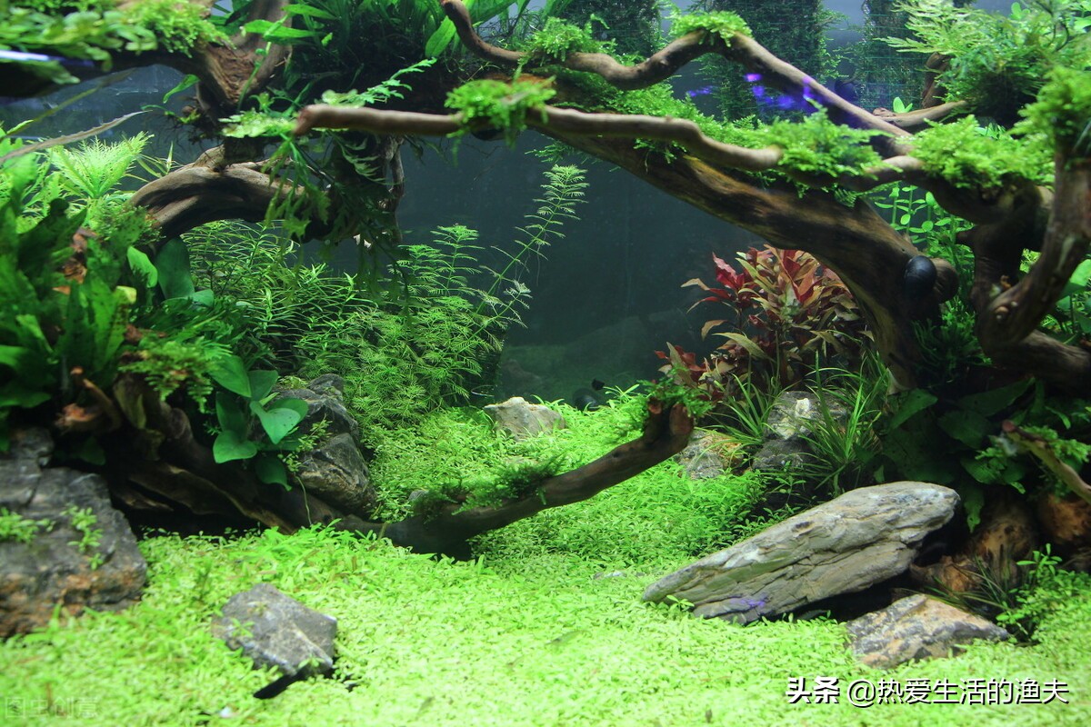 养锦鲤的水族箱什么过滤系统最好,哪种鱼缸过滤系统养锦鲤最好用