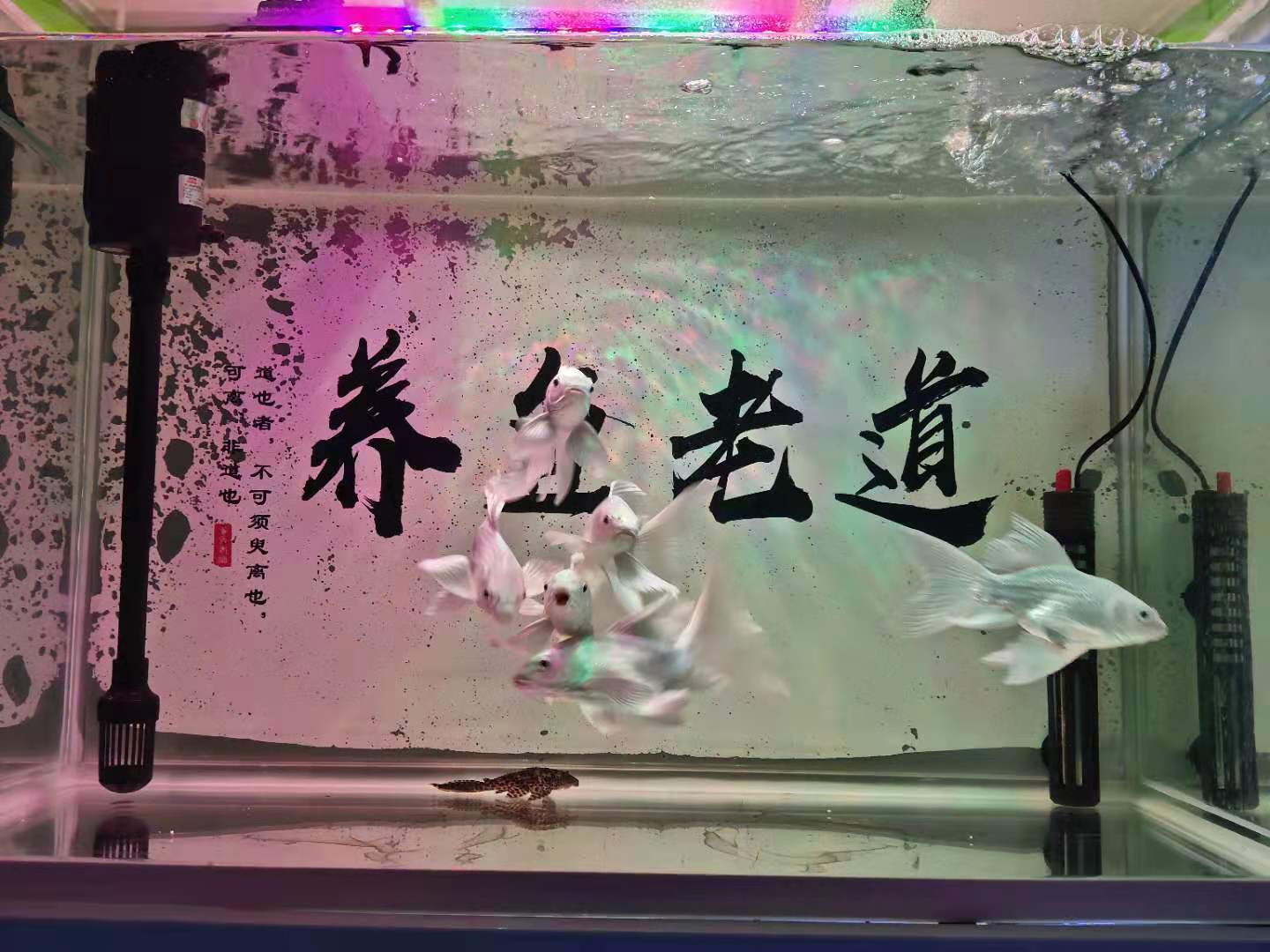 水体过肥对鱼有影响吗,肥水过多怎么解决水质问题