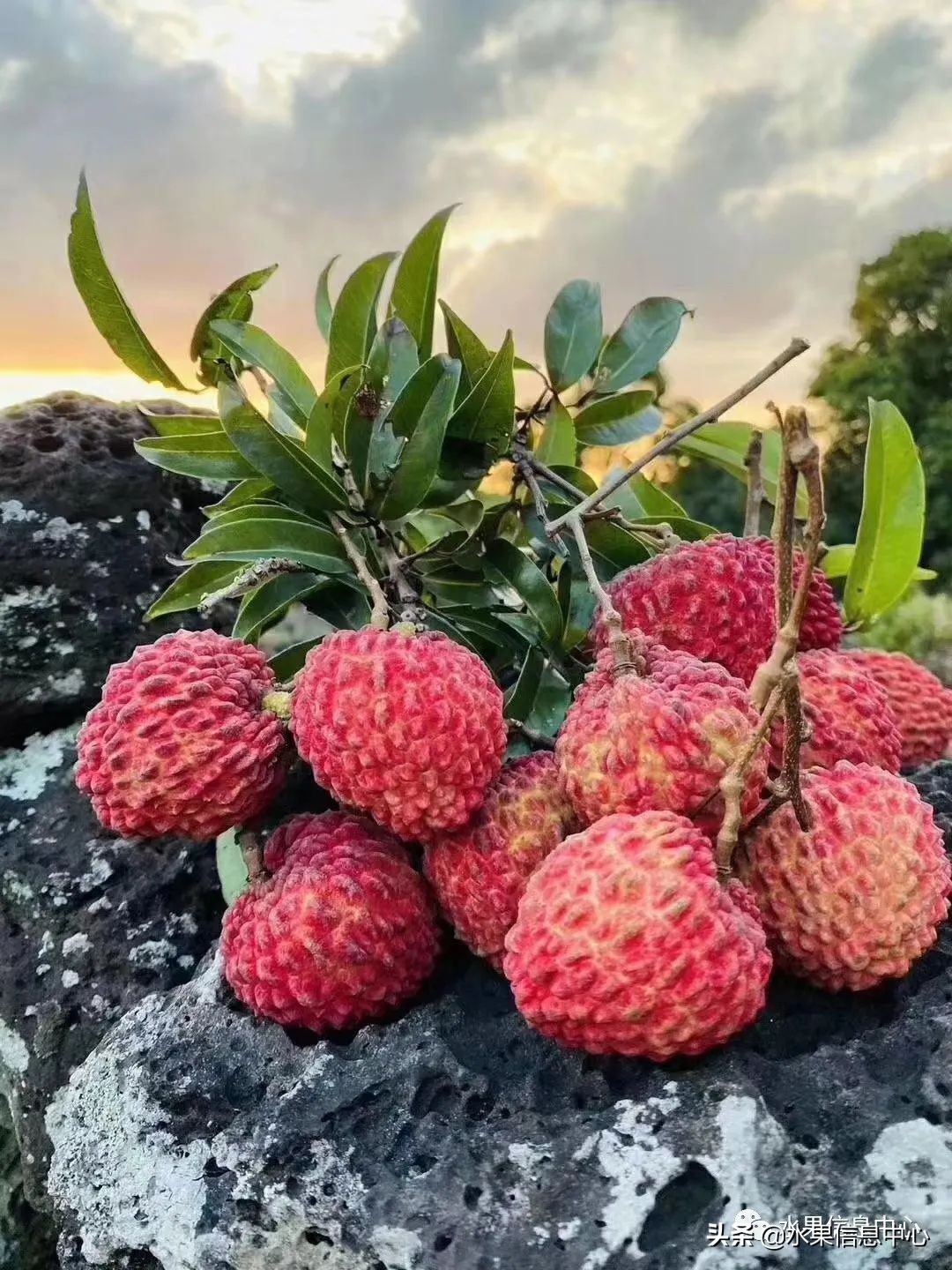 海南水果都有哪些品种图片及名称,海南水果上市时间表赶快收藏吧