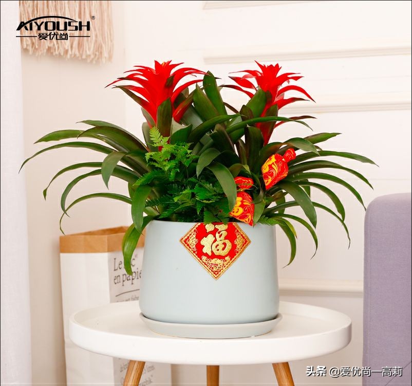 完美搭配，背阴阳台咱们也可以打造一个花园！