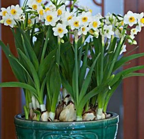 如何让水仙婀娜多姿,花香四溢