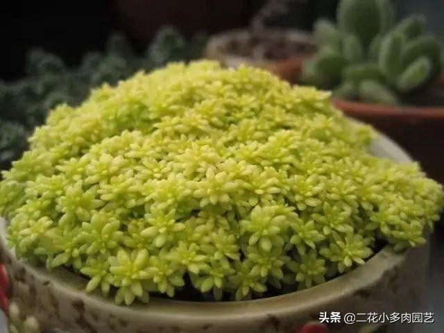 365种·常见花卉图谱，观果和多肉植物收藏篇