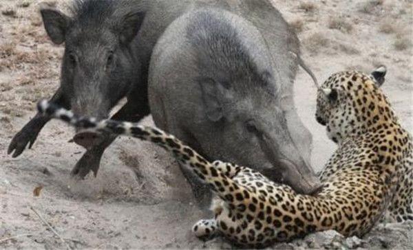 生态平衡重建的阵痛，不请自来的二师兄