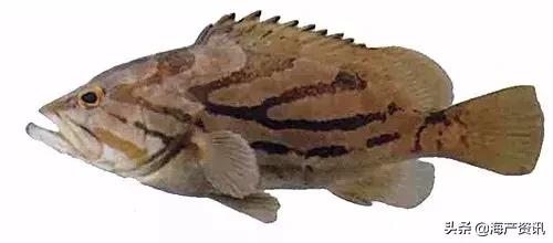 海洋科普世界上都有什么鱼,十种受欢迎的海鲜鱼类