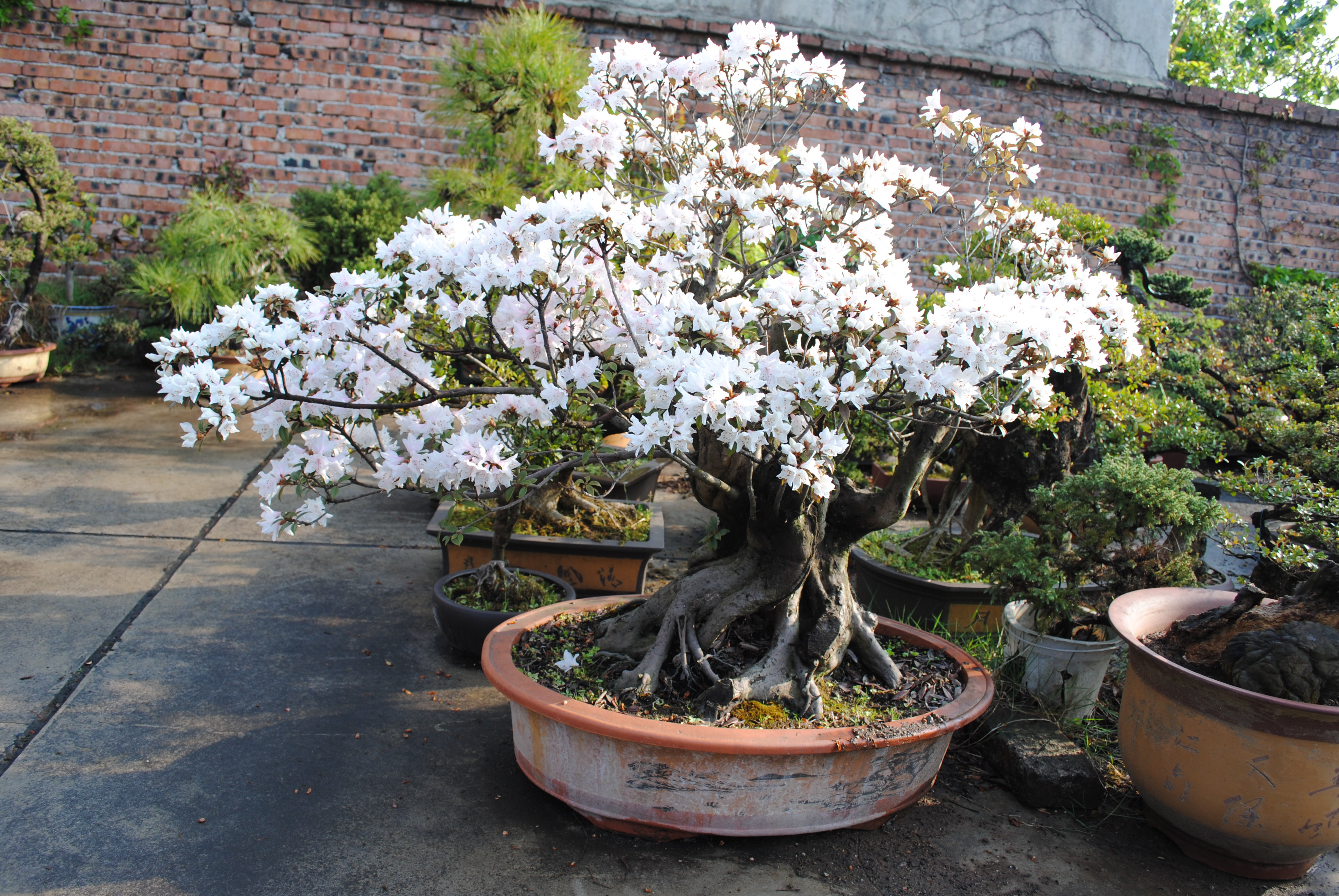 盆景造型中最难得的几种枝,盆景五大流派常见的几大盆景介绍