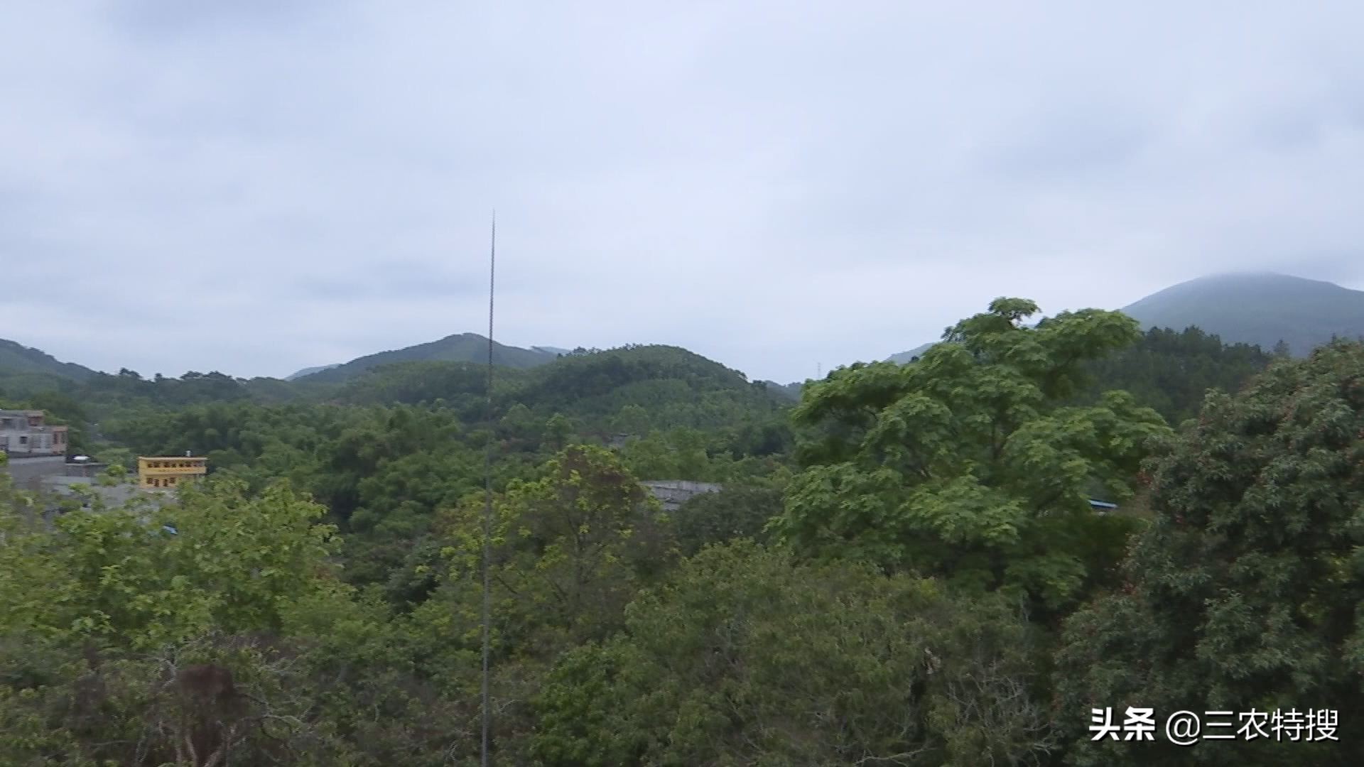 种植金花茶一年赚多少钱,金花茶种植前景与效益