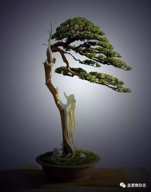 回旋飘枝盆景,飘枝临水盆景