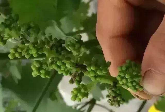 葡萄全年用药一览表2020,葡萄花后病害治疗方法