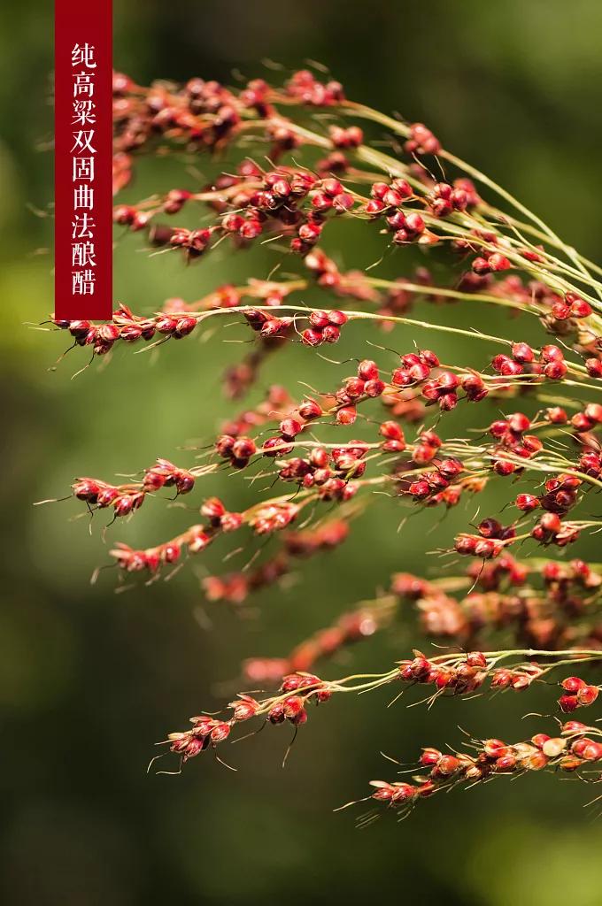 宁化府：老陈醋里的皇家名品