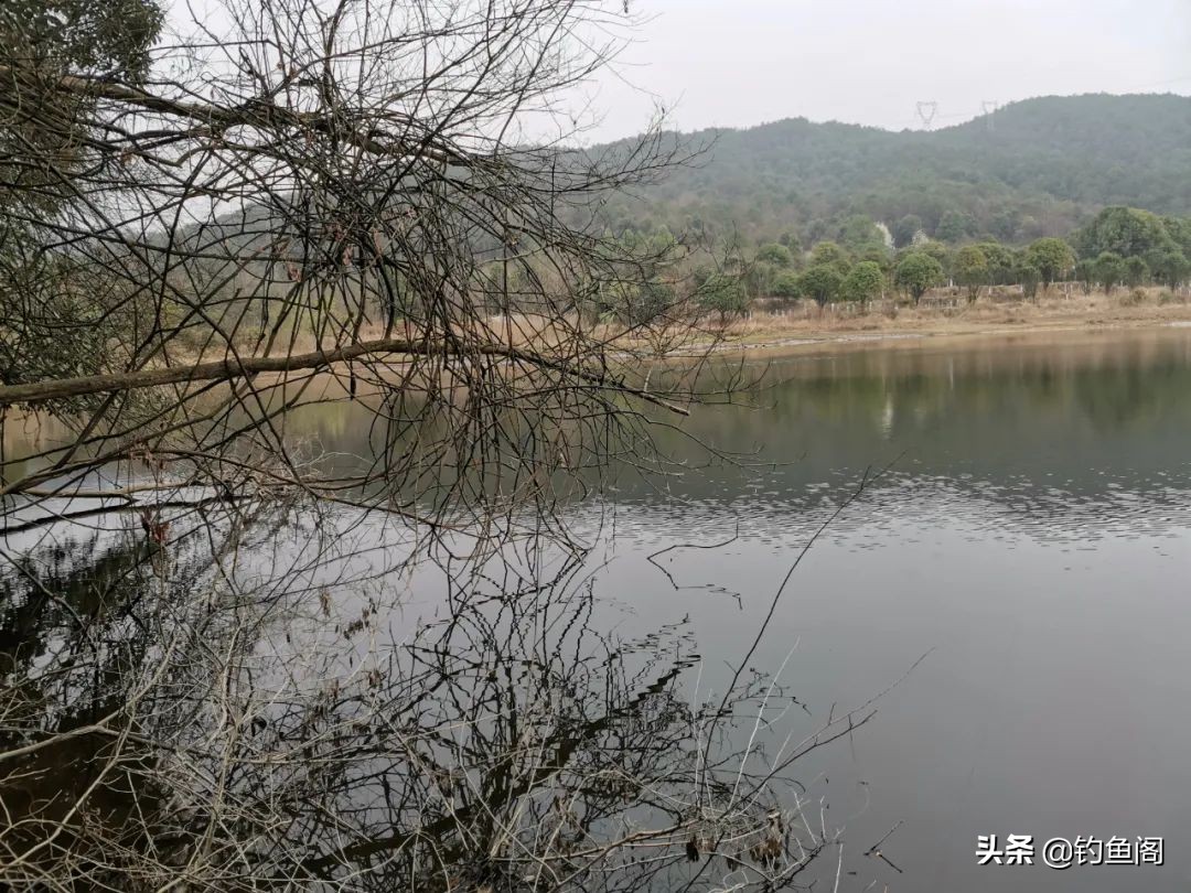 钓甲鱼的技巧大全,钓甲鱼方法和绝招新手