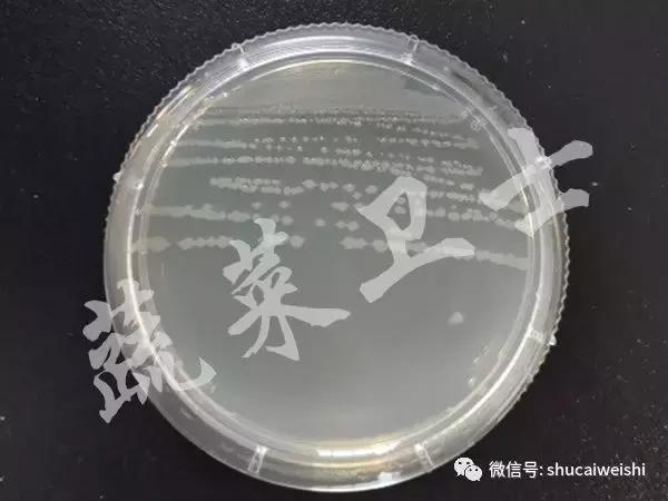 番茄细菌性斑点特别严重怎么办,番茄细菌性髓部坏死病和溃疡病