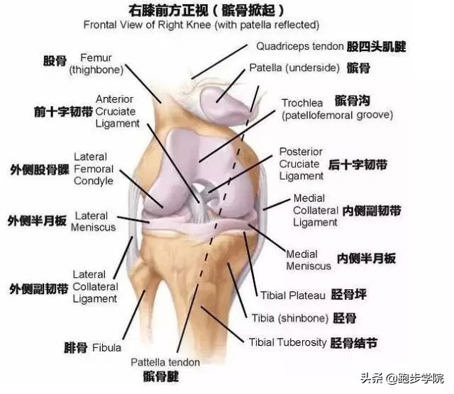 跑步膝盖痛该如何应对,关于跑步膝盖的损伤和恢复知识