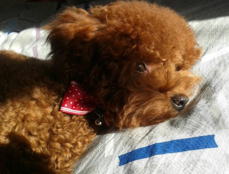 新手养狗泰迪入门必备攻略,新手养狗入门必备攻略泰迪